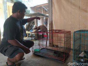 Pemuda Magelang Raup Cuan dari Beternak Musang Pemuda Magelang Raup Cuan dari Beternak Musang