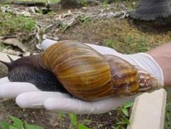 India Pernah Kewalahan Perangi Bekicot Raksasa