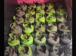 Pria Asal Luwu Bobol Gudang LPG 3 Kg di Palopo, Gasak 58 Tabung Gas