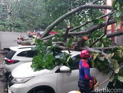 Pohon Tumbang Terjadi di 6 Titik di Kota Bogor, 7 Mobil Rusak Tertimpa