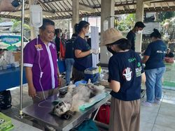 Selain Vaksin, Distan Cegah Rabies dengan Kebiri Anjing