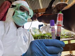 150 Ekor Sapi di Enrekang Terpapar Virus Jembrana Jelang Idul Adha