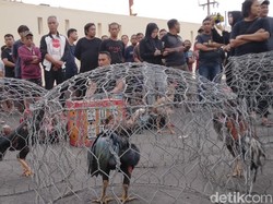 Judi Sabung Ayam Bersama Warga, Anggota DPRD Ditangkap-Jadi Tersangka