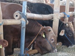 Daftar Harga Sapi Kurban 2023, Cek di Sini