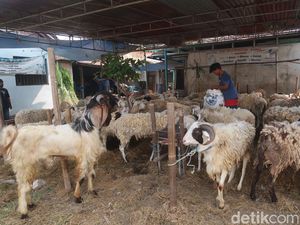 Segini Umur Kambing yang Bisa Dijadikan Hewan Kurban Menurut Syariat Segini Umur Kambing yang Bisa Dijadikan Hewan Kurban Menurut Syariat
