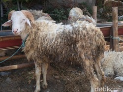 Tips Memilih Hewan Kurban: Kondisi Fisik hingga Lokasi Pembelian