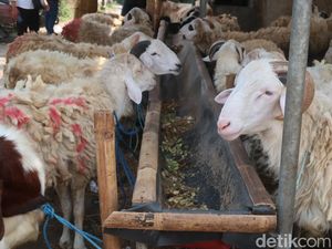 Ketentuan Pembagian Daging Kurban, Simak Penjelasannya! Ketentuan Pembagian Daging Kurban, Simak Penjelasannya!
