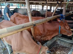 Kondisi Kesehatan Hewan Kurban di Tasik-Ciamis, Layak Potong?