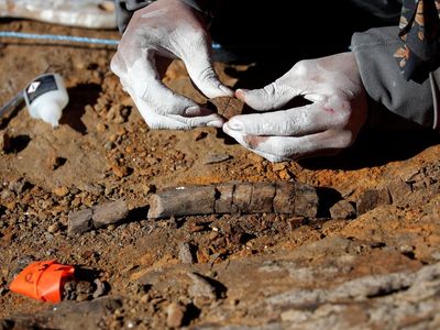 Potret Fosil Dinosaurus Berparuh Bebek Berusia 72 Juta Tahun di Chile