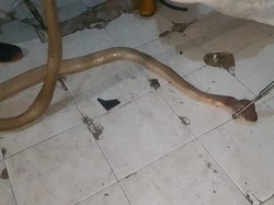 Ngeri! Ular King Cobra Kalimantan Masuk Asrama Mahasiswa di Palangkaraya
