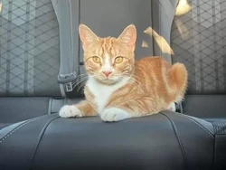 Kucing Oren Berulah, Dijemput dari Kelab Malam-Ngompreng Sejauh 225 Km