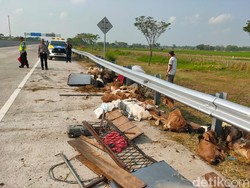 Penampakan Puluhan Kambing Kurban Bergelimpangan di Tol Solo-Ngawi