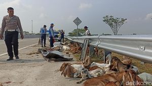 Penampakan Kambing Kurban Bergelimpangan di Tol Ngawi Usai Pikap Terguling