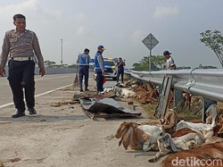 Detik-detik Pikap Terguling di Tol Bikin 50 Kambing Kurban Bergelimpangan