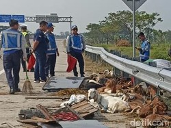 Cerita Evakuasi 50 Kambing Kurban di Tol Ngawi akibat Pikap Terguling