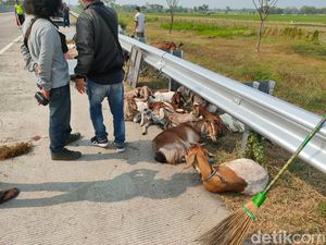 Segini Nilai Kerugian Pikap Muat Kambing Kurban yang Terguling di Tol Ngawi