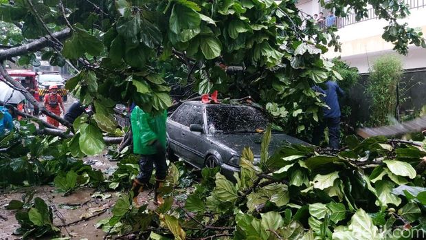 Pohon tumbang timpa 6 mobil saat Kota Bogor dilanda hujan deras disertai angin kencang, Senin (19/6/2023) sore.