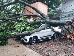 Hujan Deras Disertai Angin Kencang di Kota Bogor, 6 Mobil Tertimpa Pohon