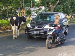 Polisi Minta Pemilik Awasi Sapi Agar Tak Berkeliaran Macetkan Jalan Wiyung