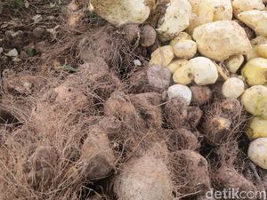 Mengenal Undo, Tumbuhan Beracun yang Jadi Bahan Pangan Alternatif di Polman Mengenal Undo, Tumbuhan Beracun yang Jadi Bahan Pangan Alternatif di Polman