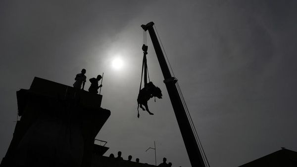 Unik! Sapi buat Kurban di Pakistan Diturunkan Pakai Crane