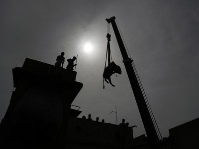 Unik! Sapi buat Kurban di Pakistan Diturunkan Pakai Crane