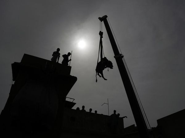 Unik! Sapi buat Kurban di Pakistan Diturunkan Pakai Crane