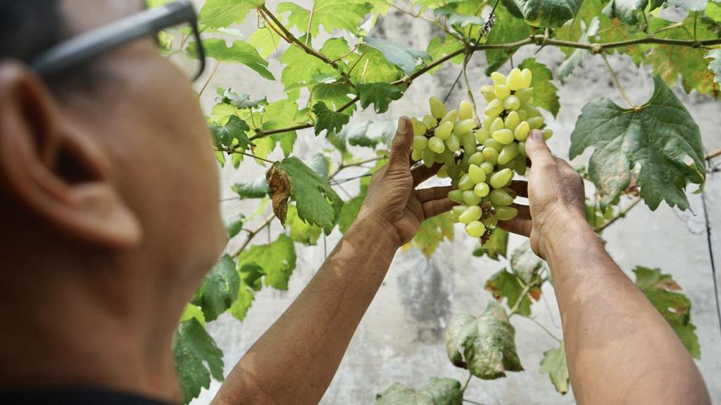 Wah... Ada Kebun Anggur Nyempil di Area Gedung Kosong Jakarta Wah... Ada Kebun Anggur Nyempil di Area Gedung Kosong Jakarta