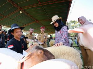 Sapi Simental Berbobot 1,1 Ton Juarai Banyuwangi Livestock Contest 2023 Sapi Simental Berbobot 1,1 Ton Juarai Banyuwangi Livestock Contest 2023