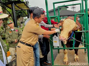 Girangnya Vandry Sapi Ternaknya Dibeli Jokowi