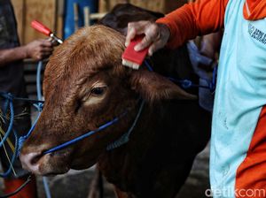 Niat Kurban untuk Diri Sendiri, Kapan Harus Dibaca?