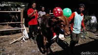 Cakep! Ada Salon Hewan Kurban di Pesisir Jakarta