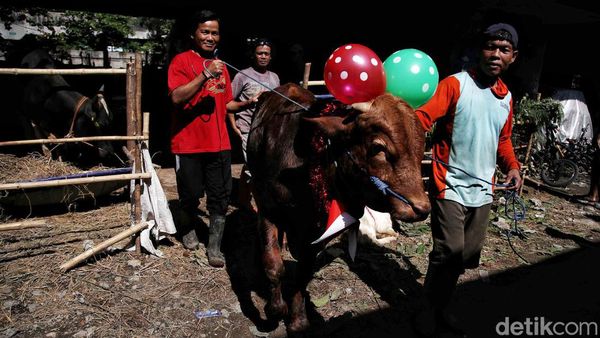 Cakep! Ada Salon Hewan Kurban di Pesisir Jakarta