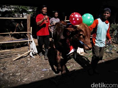 Cakep! Ada Salon Hewan Kurban di Pesisir Jakarta