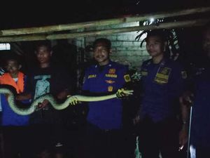 Ular Sanca 4 Meter Muncul di Halaman Rumah Warga Bogor, Damkar Evakuasi