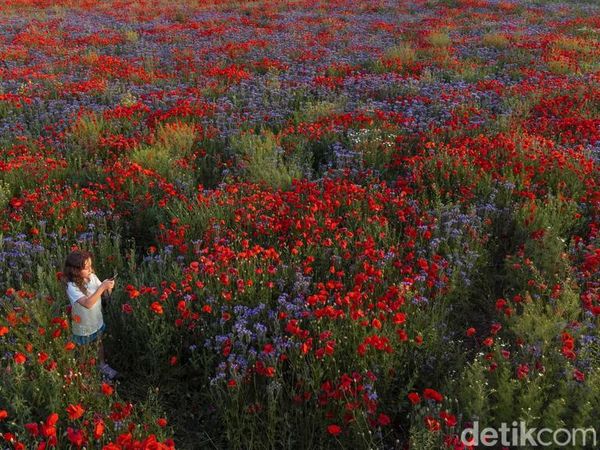 Terbius Indahnya Hamparan Bunga Poppy yang Bermekaran di Jerman