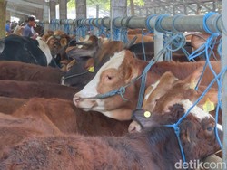 4 Pencuri Spesialis Hewan Ternak di Makassar Ditangkap, 2 Pelaku Pasutri