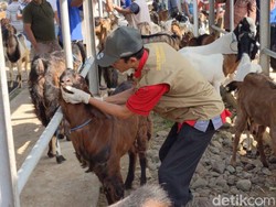 Harga Hewan Kurban di Tulungagung Naik 10 hingga 20 Persen