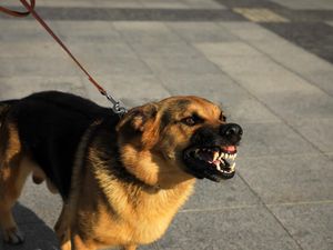 Kronologi Polisi Tembak Mati Anjing Tetangga Usai Serang Bocah di Makassar Kronologi Polisi Tembak Mati Anjing Tetangga Usai Serang Bocah di Makassar