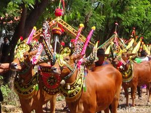 Sapi Sonok, Merayakan Tradisi dan Keindahan Budaya Madura