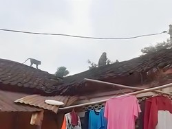 Peternak di Ponorogo Keluhkan Monyet Liar yang Hobi Curi Telur Ayam