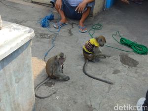 Pemilik Topeng Monyet di Jagir Ngaku Bukan Piaraannya yang Serang 2 Anak