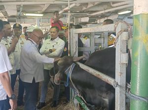 NTT Kirim 550 Ekor Sapi Kurban ke Jakarta Lewat Tol Laut, Butuh 6 Hari