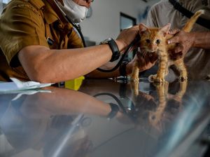 Desa Adat Diminta Aktif Bikin Aturan Cegah Penyebaran Rabies Desa Adat Diminta Aktif Bikin Aturan Cegah Penyebaran Rabies