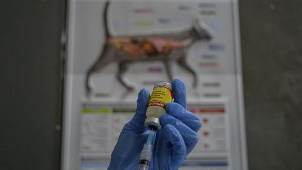 Dokter hewan bersiap untuk menyuntikkan vaksin rabies kepada seekor hewan peliharaan di UPTD Klinik Hewan Dinas Ketahanan Pangan dan Pertanian (DKPP) Kota Bandung, Jawa Barat, Selasa (20/62023). Layanan Klinik Hewan DKPP menyediakan 10 dosis vaksin rabies bagi kucing dan anjing atau dua kali lebih banyak dibandingkan bulan lalu yang hanya menyediakan lima dosis vaksin, setelah mengalami peningkatan permintaan vaksin rabies karena kekhawatiran masyarakat akan penyakit rabies yang menyebabkan seorang anak meninggal dunia di Bali. ANTARA FOTO/Raisan Al Farisi/foc.