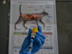Seekor Anjing Rabies Gigit 9 Orang, Dua di Antaranya Meninggal