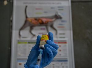 Seekor Anjing Rabies Gigit 9 Orang, Dua di Antaranya Meninggal Seekor Anjing Rabies Gigit 9 Orang, Dua di Antaranya Meninggal