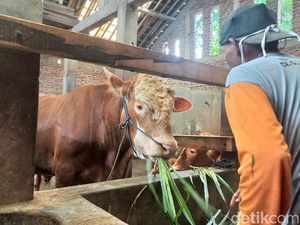 Jokowi Beli Sapi Kurban 620 Kg dari Peternak Karanganyar