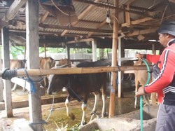Harga Sapi-Kambing Naik Capai Rp 1 Juta, Peternak Semringah