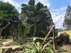 Pohon Tumbang di Kebun Raya Bogor Imbas Hujan Deras, Rusak Koleksi Kaktus